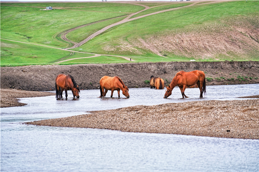 莫日格勒河在呼伦贝尔大草原吗,呼伦贝尔自由行露营攻略
