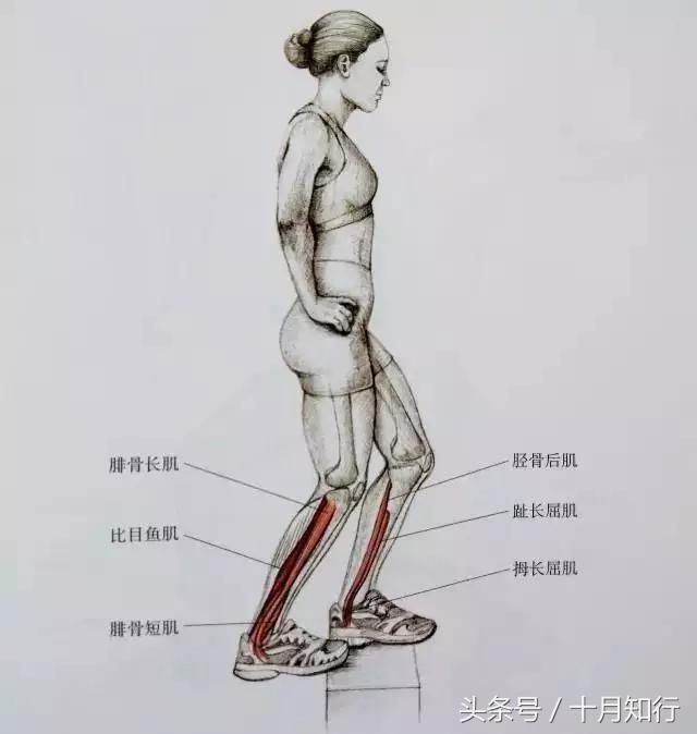 全套小腿拉伸动作视频,拉伸小腿正确方法让腿变细