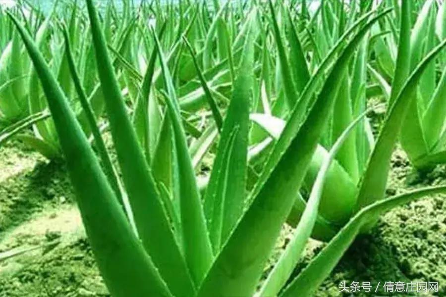 多肉到底可不可以吃,所有多肉都可以吃吗