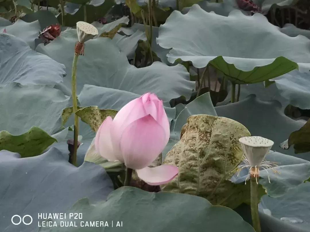 华为p20拍照效果怎么样,手机拍照不够锐