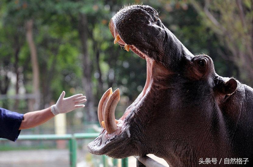 狮子和老虎的牙齿谁的牙齿最尖,狮子老虎的牙齿为什么比人厉害