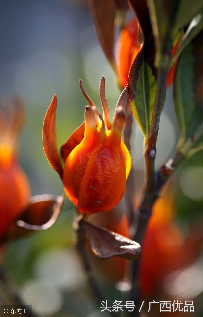 9种中药香辛料的正确用法,中药香辛料作用