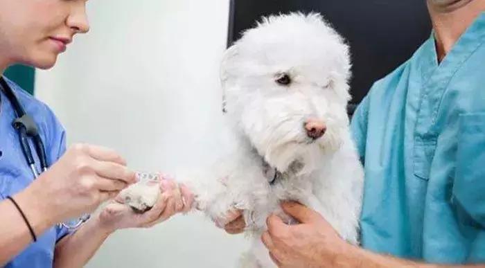 狗狗预防咬到人打什么疫苗,被接种过疫苗的狗咬伤要打疫苗吗