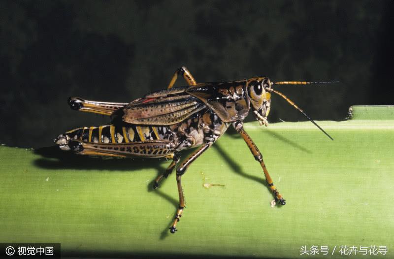 通风的环境对月季有什么好处,家里养花怎么才能做到通风好