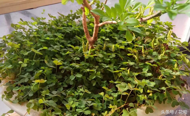 花盆里长很多三叶草怎么消灭,花盆三叶草
