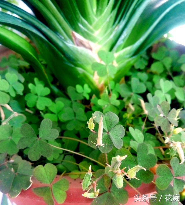 三叶草铺面效果,三叶草的副作用是什么