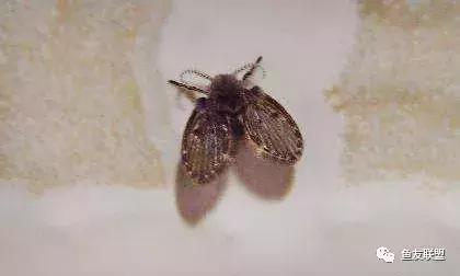 滤棉上的小黑虫,过滤棉上有透明的小虫卵