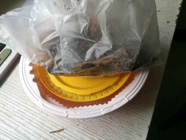 钓鱼的蚯蚓用不完怎么保存,鱼食蚯蚓怎么保存能多活几天