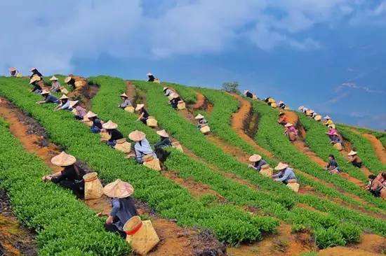 中国茶都，藤铁工艺之乡，—安溪