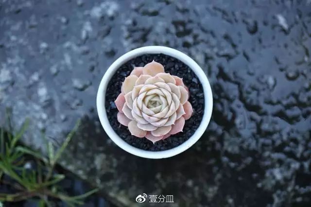 多肉每天光照好看吗,光照过强多肉反而颜色不好看