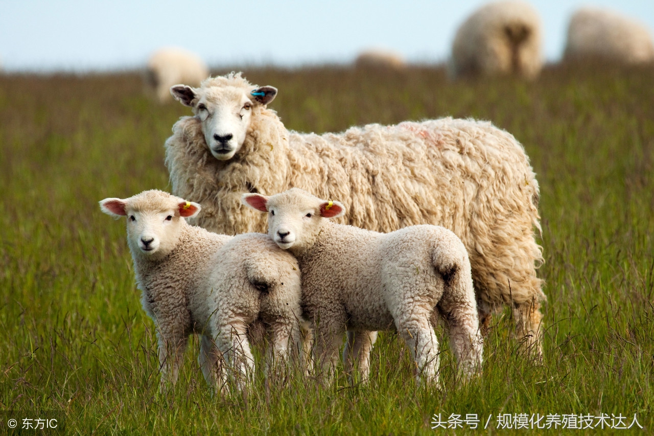 羊子宫脱落怎么治疗,羊子宫脱落原因