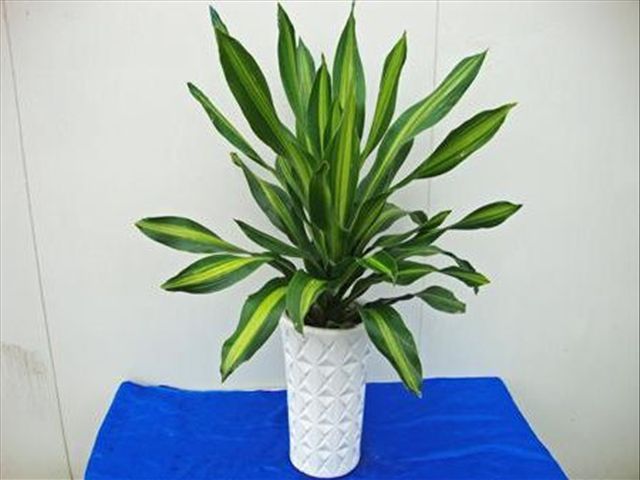 青叶也门铁叶子尖发黄是怎么回事,也门铁冻了叶子发黄怎么解决