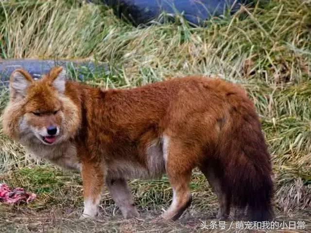 地球有史以来最大的食肉动物,地球历史上最强食肉动物