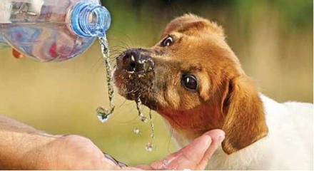 狗狗中暑怎么办最快最有效,狗狗中暑症状和解救方法