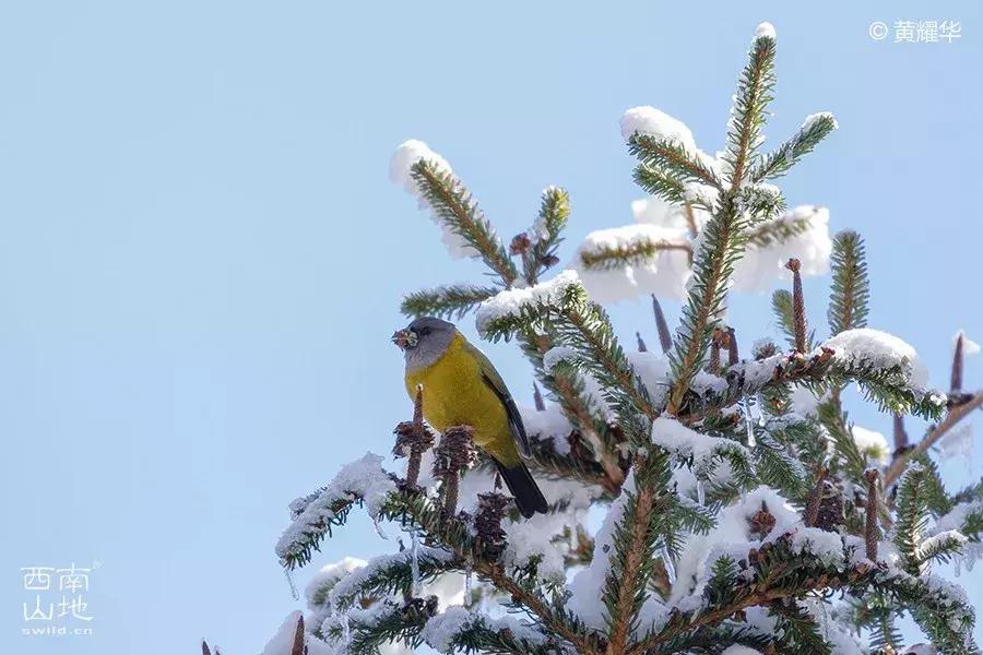 那些名字带有“假”字、“拟”字的生物