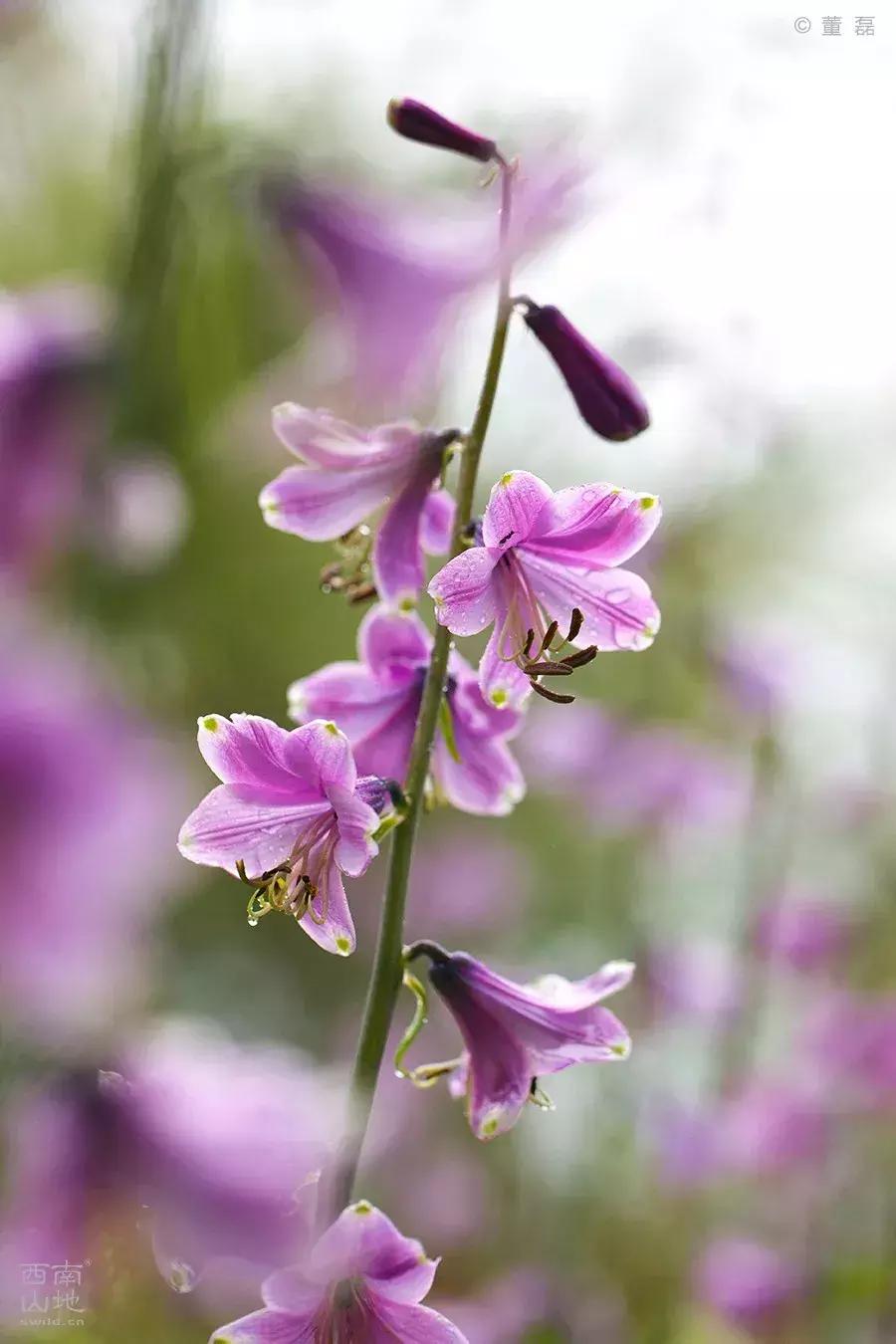 那些名字带有“假”字、“拟”字的生物