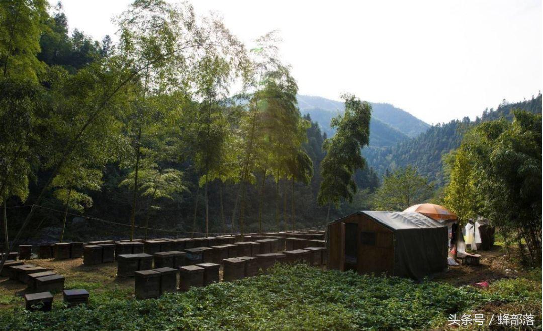 蜜蜂养殖如何让蜜蜂自己进蜂箱,蜜蜂养殖学会这些养蜂技巧