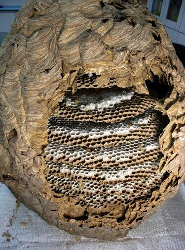 中草药露蜂房图片,露蜂房是什么中药