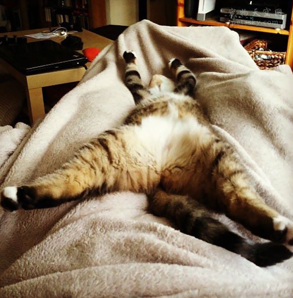 宠物绝育手术一般有哪些项目,宠物必须要做绝育吗