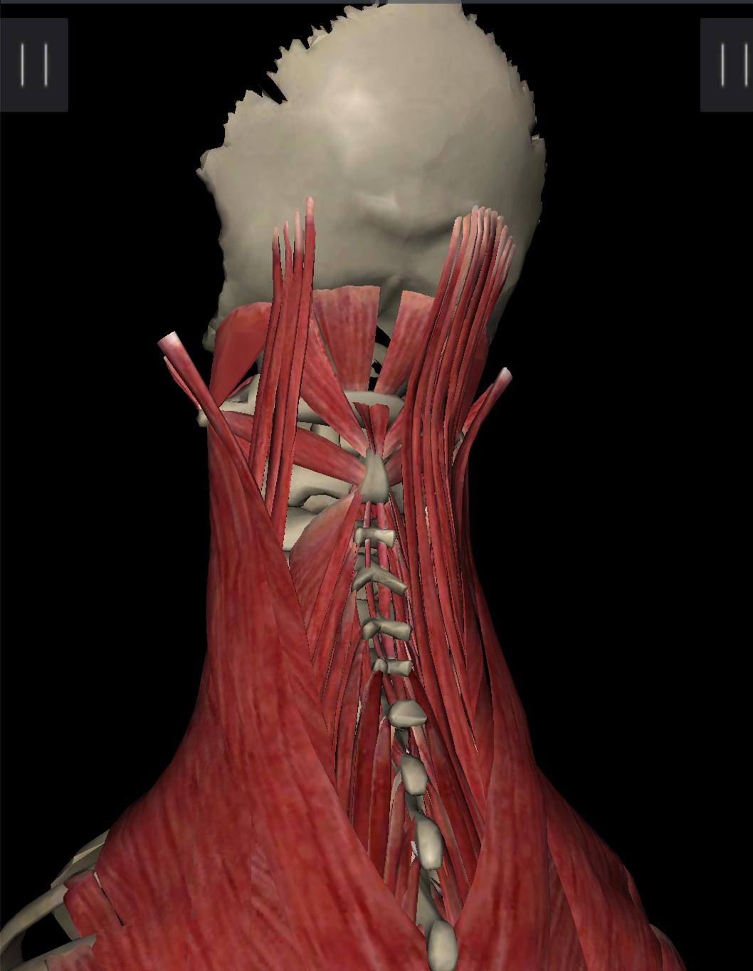 颈椎病是怎么患上的,颈椎病是怎么得的如何预防