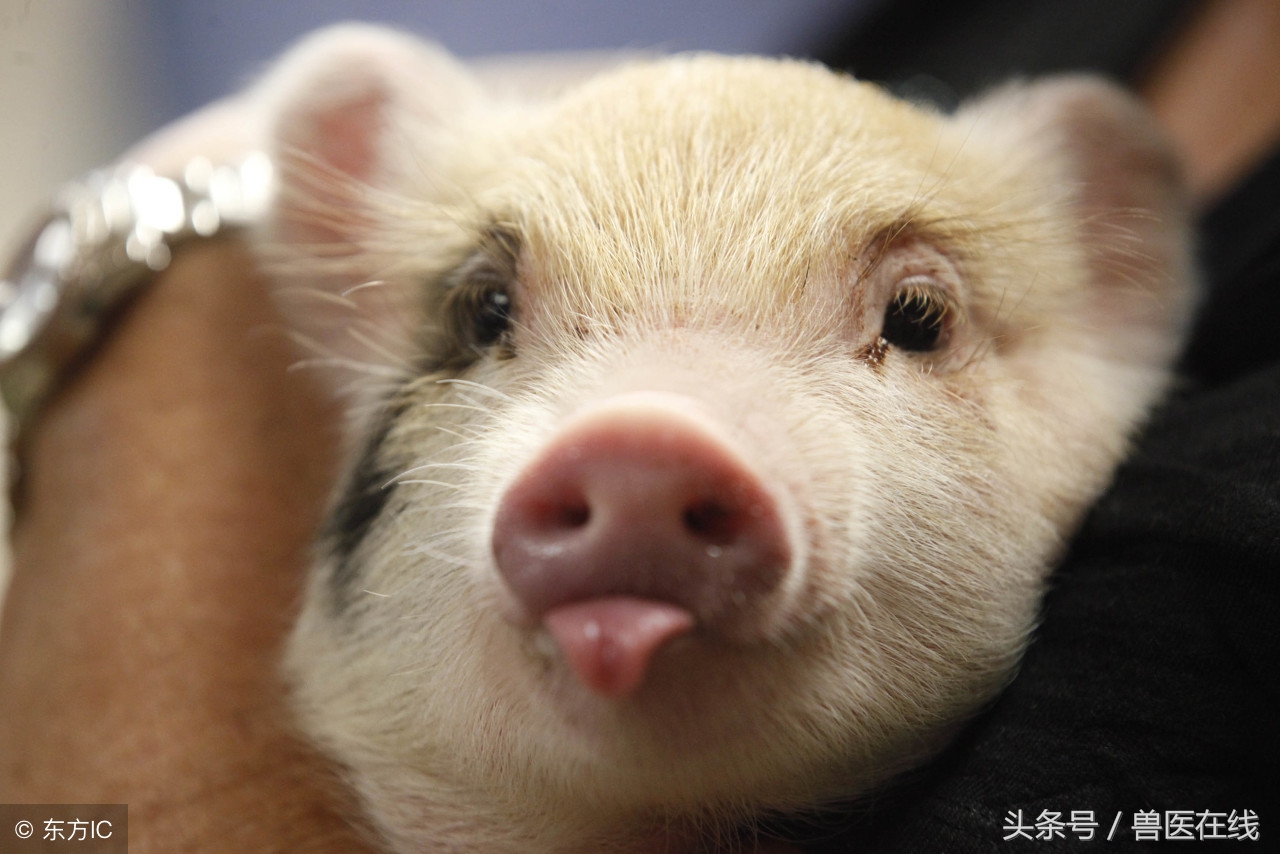 如何给猪补充微量元素？污染环境的方法绝对不能用！