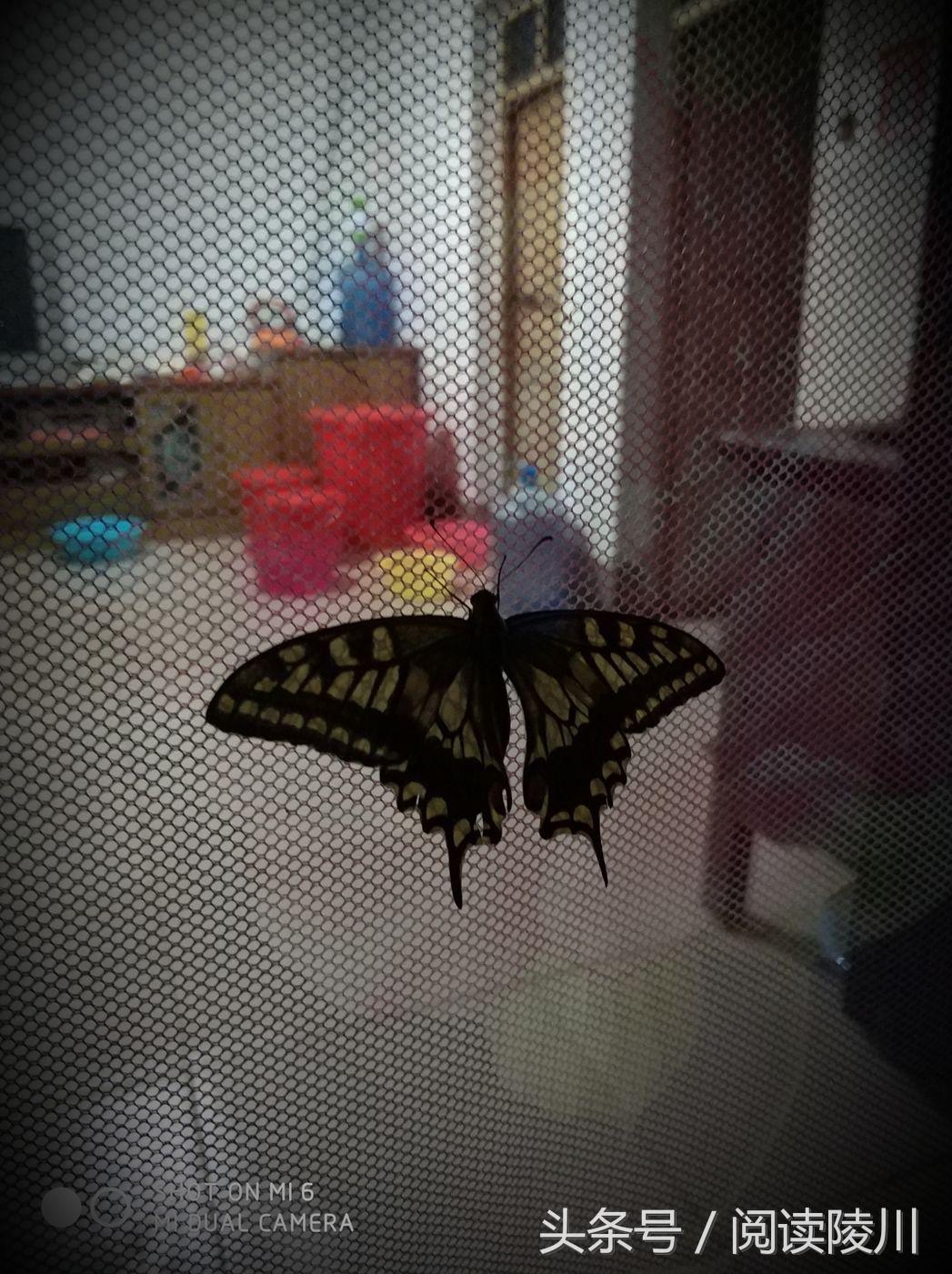 小乡村的夏天安静又惬意,陵川夏天生活