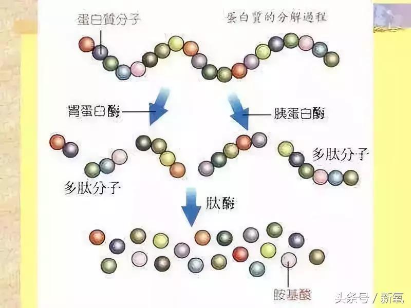 张雨绮曝光胶原蛋白,张雨绮补胶原蛋白的方法