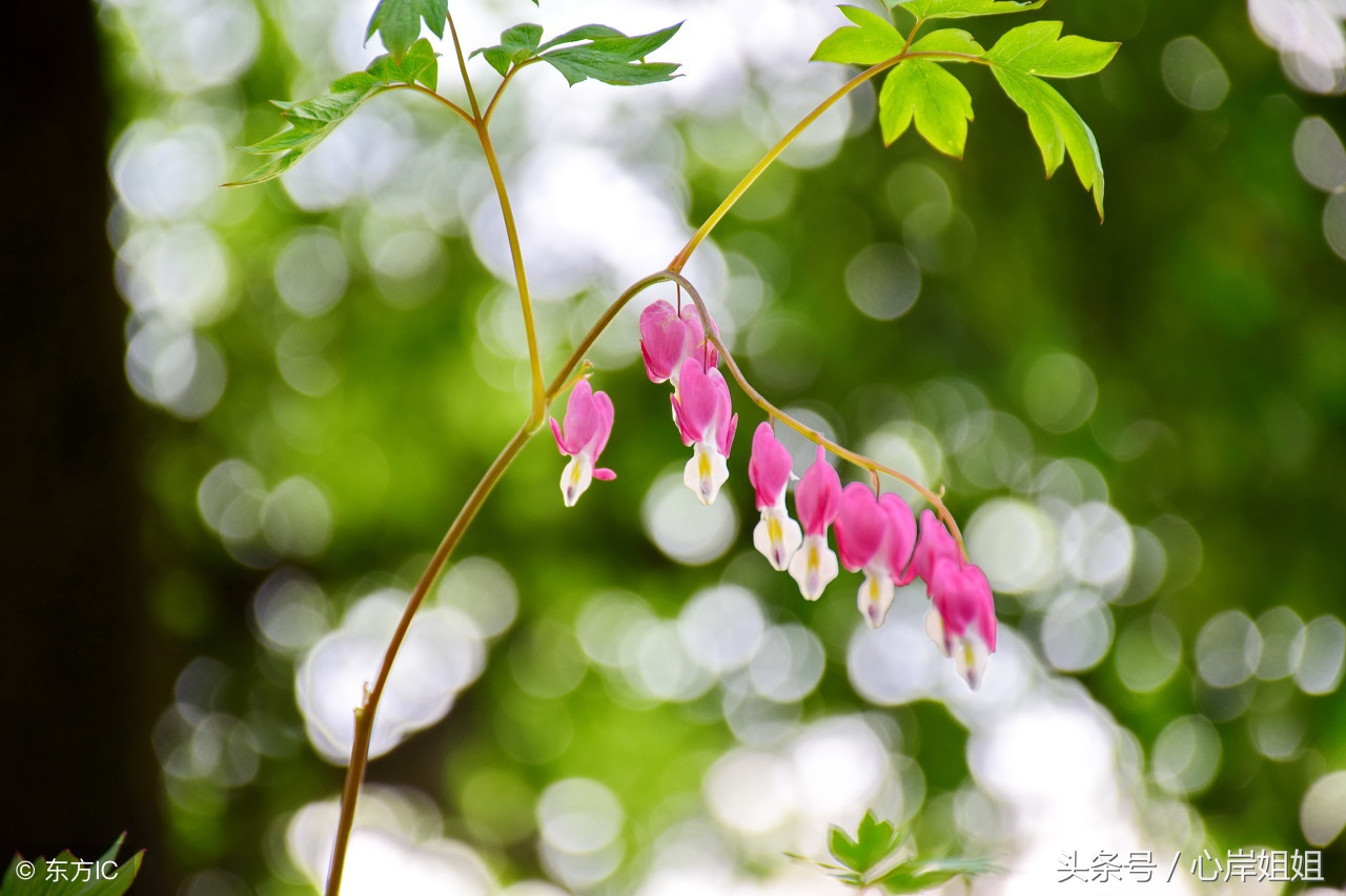 心慌胸闷气短就找它来缓解,一招解决心慌胸闷出虚汗