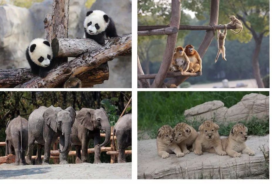 上海有多少家4a景区,上海5a景区一览表最新