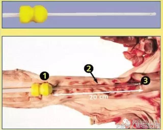 猪场分娩舍有哪些重点,猪场正常分娩接产的操作流程