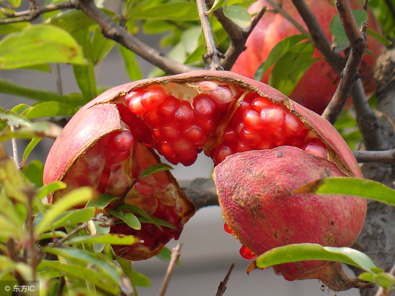 石榴树裂皮病怎么防治,石榴树怎样管理结的石榴果不裂开