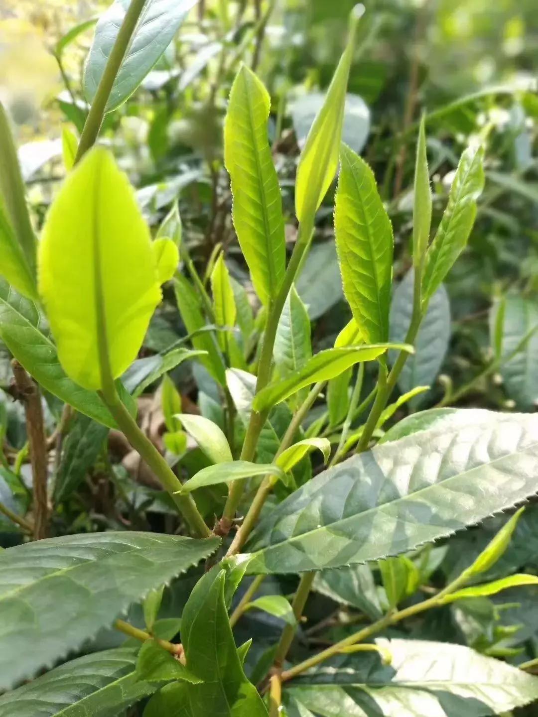 俗称“八八青饼”，国营勐海茶厂1989年7542普洱茶之神话