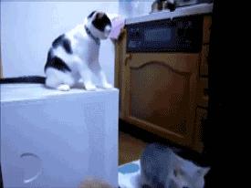 猫咪受伤怎么处理铲屎官要了解,猫主子受伤消毒