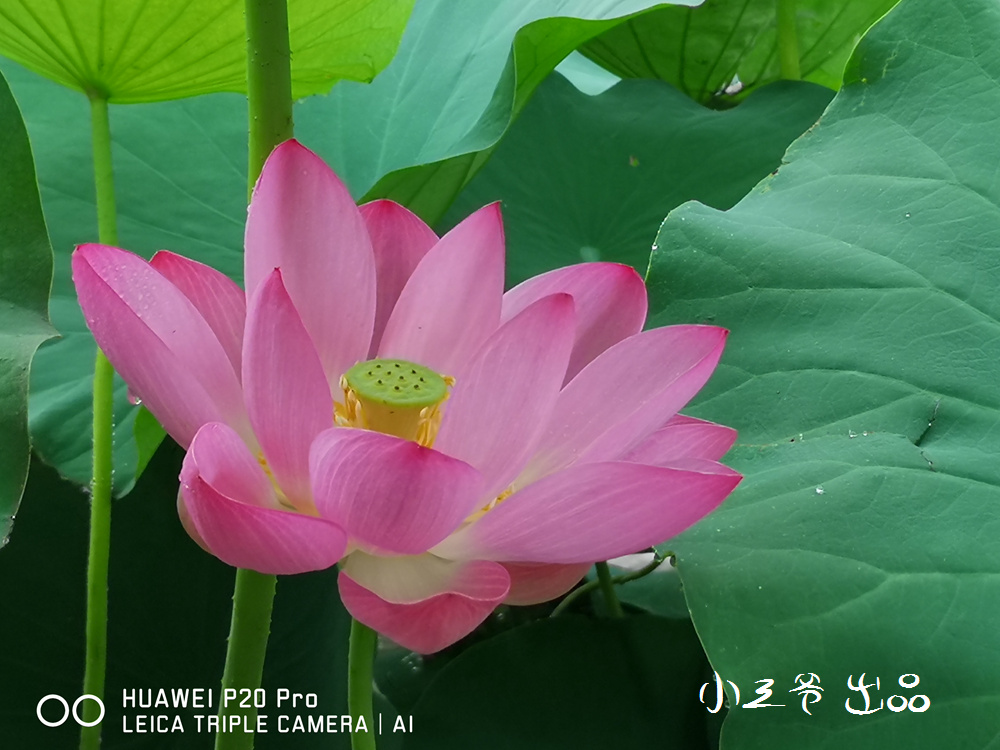 华为p20和nova5pro哪个值得入手,华为p20和p20pro拍照对比