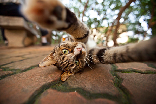 猫咪没有精神老是睡觉是怎么回事,猫咪睡觉咕咕咕的声音是怎么回事