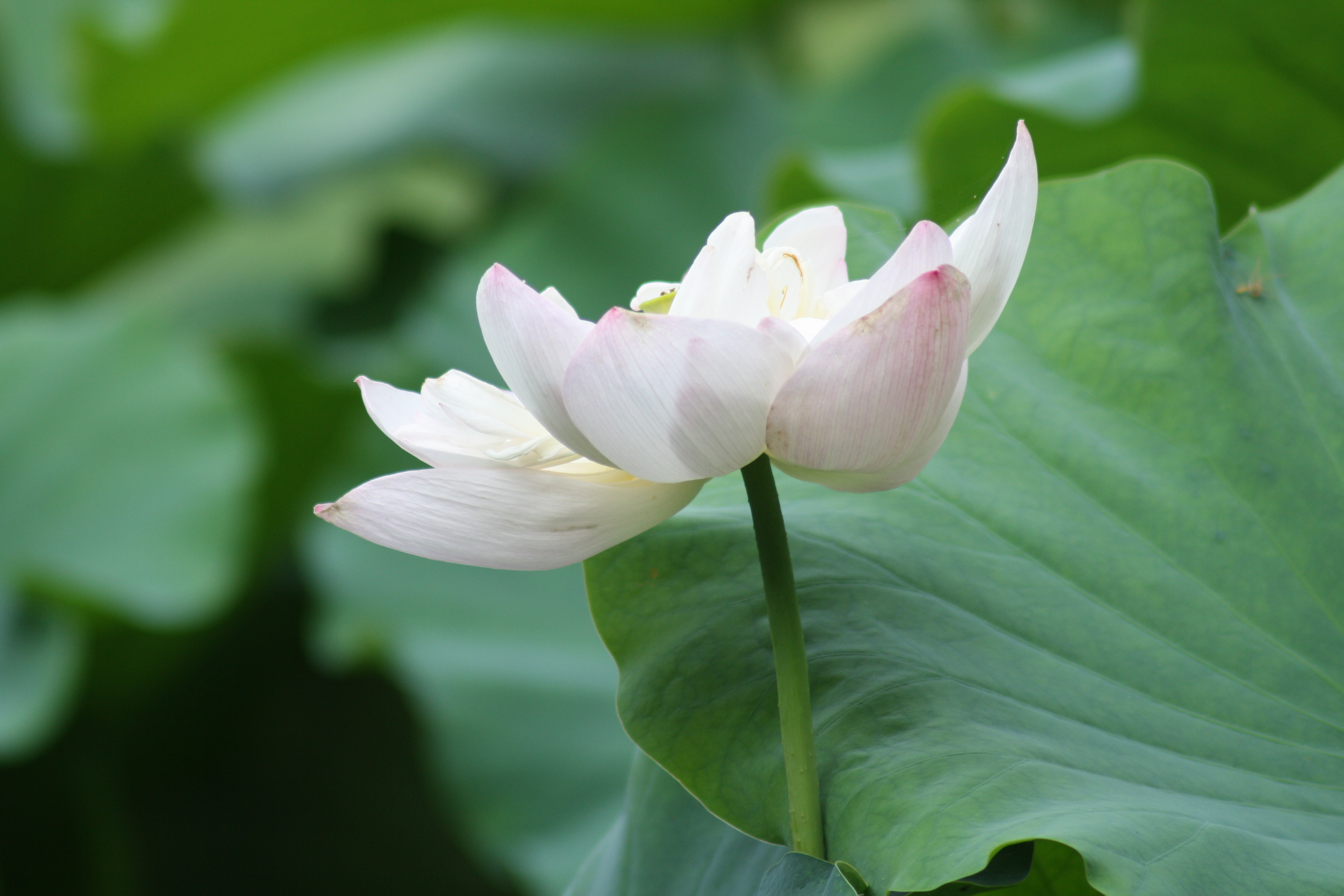 领导让写工作检查,同事的工作失误领导让我写检查