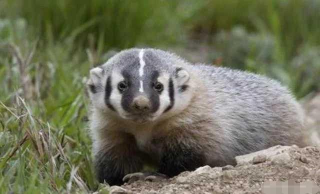 非洲蜜獾天不怕地不怕,我国这三种也不是吃素的,金刚狼原型是它