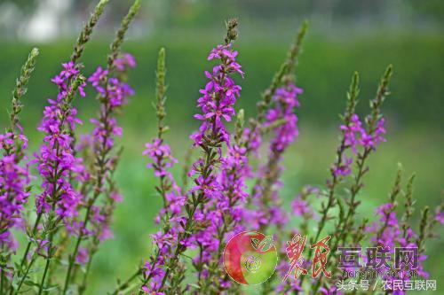 农村随处可见的益母草，对女人竟然这么重要
