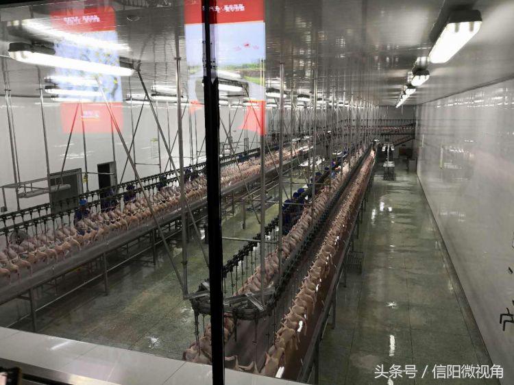 华英集团什么时候升级产业,华英集团最新现状