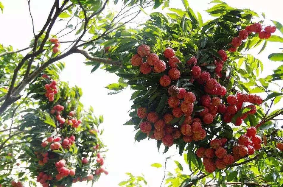 这水果都吃过,却不知树身很名贵,入水就沉,少有人认识