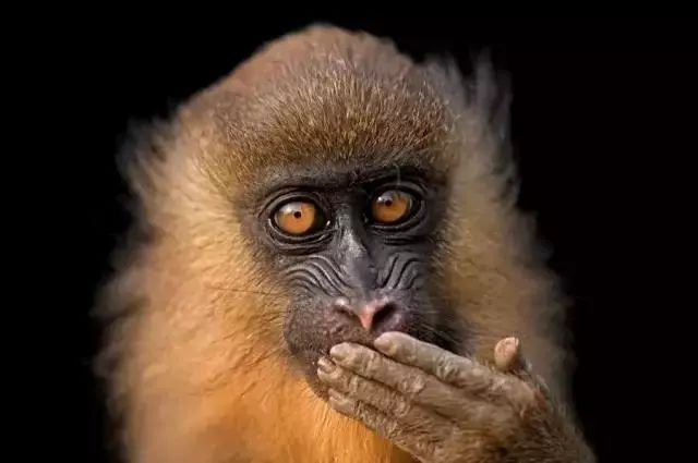 国家地理照片,国家地理年度照片