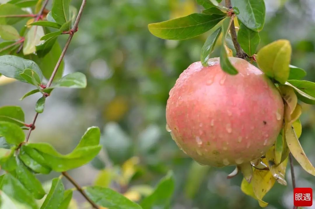 石榴怎样修剪才能花多,怎么修剪景观石榴树形好看