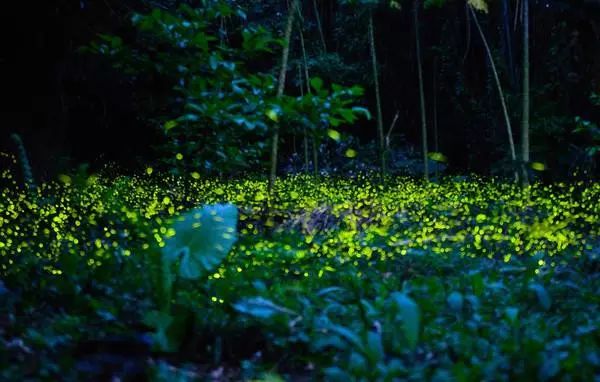 最美丽的霓虹灯光,最美丽的灯光夜晚不带字幕