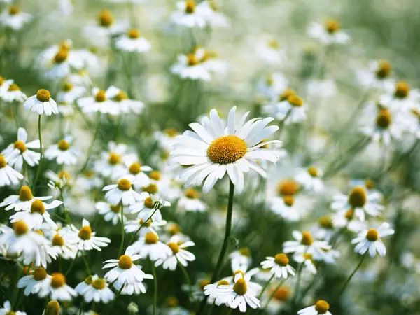 如何领略葡萄酒的魅力,如何品尝葡萄酒的果香