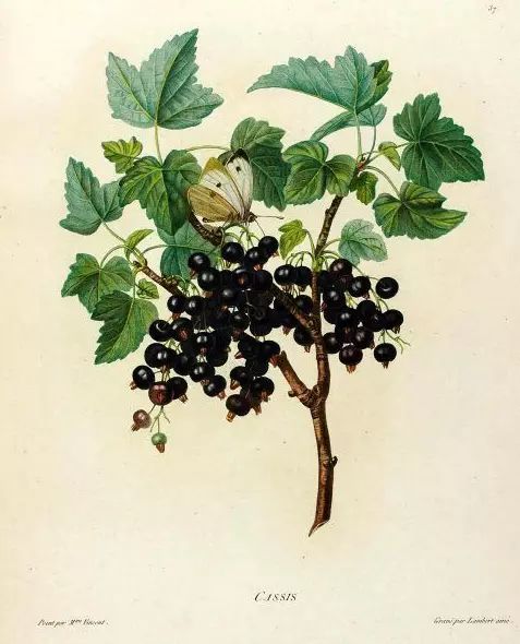 如何领略葡萄酒的魅力,如何品尝葡萄酒的果香