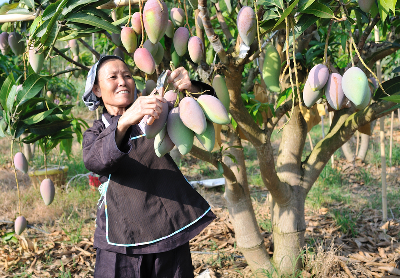 田东果农,广西百色农民致富