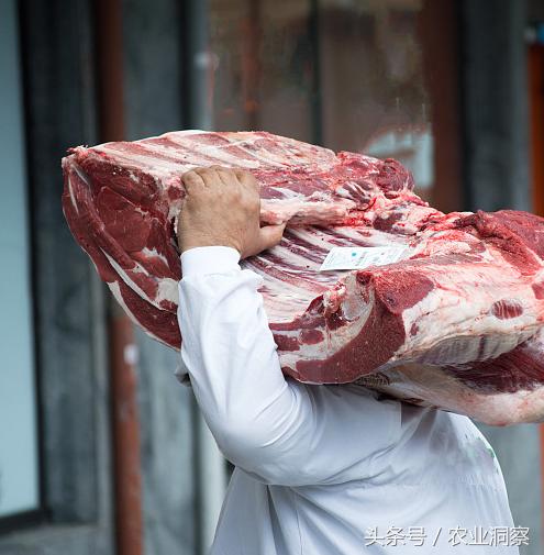 农村媳妇点子多当起“好猪”中介！家庭收入又翻倍，月入上万元！