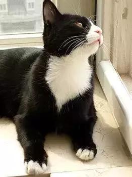 福懋宠物医院宠物洗澡,福懋动物医院西槎分院