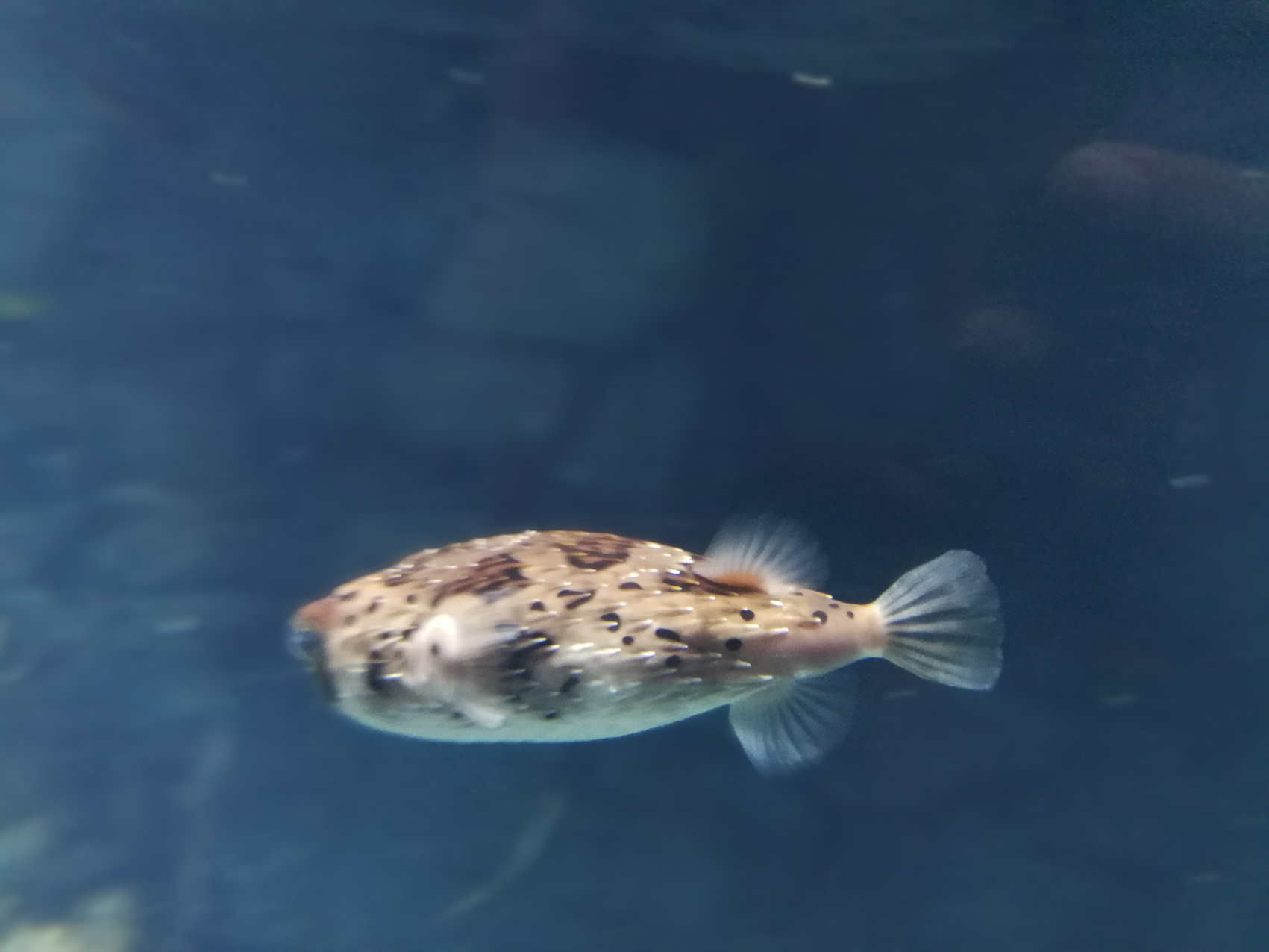 日本乐高亲子游,日本乐高亲子游玩中心在哪