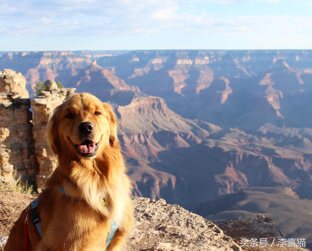 被狗狗咬伤一定要打蛋白么,被狗狗咬伤一定要打狂犬疫苗吗